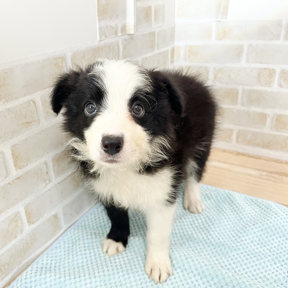 mellojoyゴッホ、ストロベリー、ワンダーランド、てるてる坊主、プリン犬5点 ☻ 水曜のワンコ🐶Part②🐾 #バーニーズマウンテンドッグ ・りん